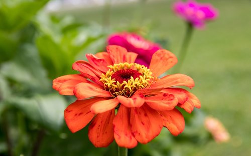 zinnia  flower  plant