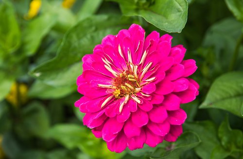 zinnia  flower  plant