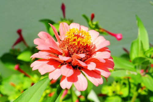 zinnia  flower  nature