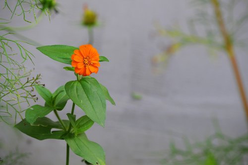 zinnia  orange  single