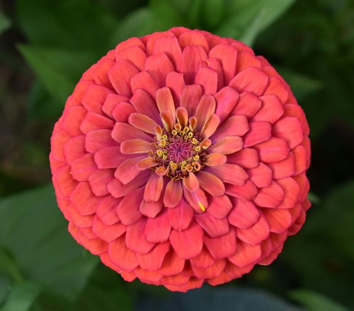 zinnia  red  flower