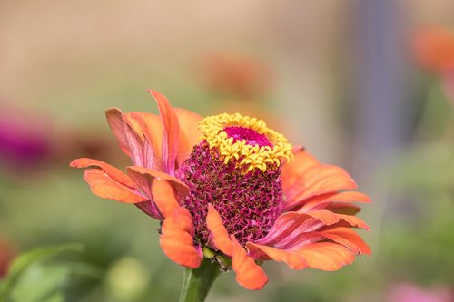 zinnia  blossom  bloom