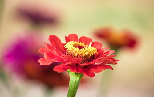 zinnia  blossom  bloom