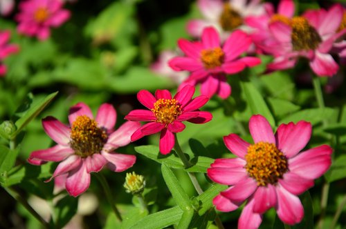 zinnia  composites  asteraceae