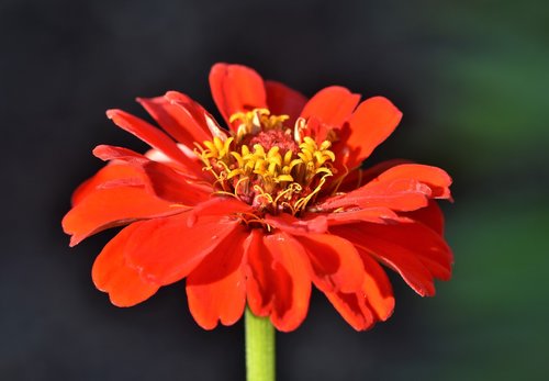 zinnia  composites  blossom