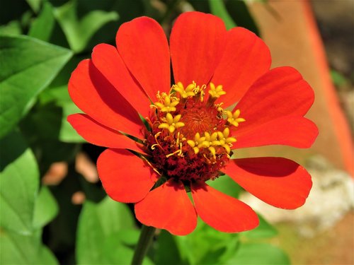 zinnia  flower  plant