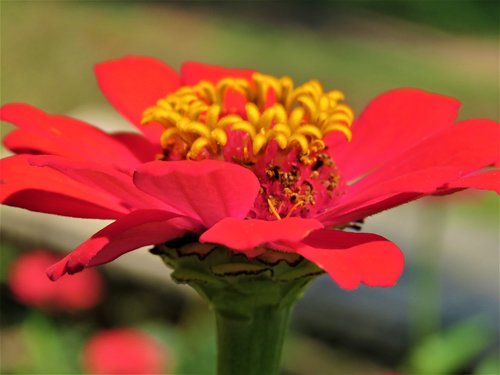 zinnia  flower  plant