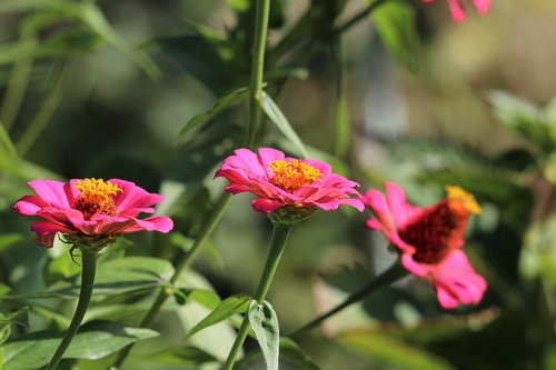 zinnia  purple  green