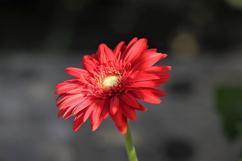 zinnia  red  green