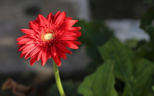 zinnia  red  green