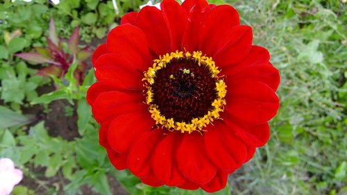 zinnia  nature  flowers