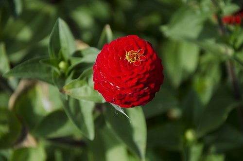 zinnia  red flower  summer