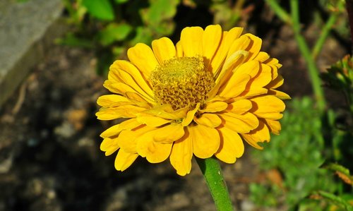 zinnia  flower  yellow