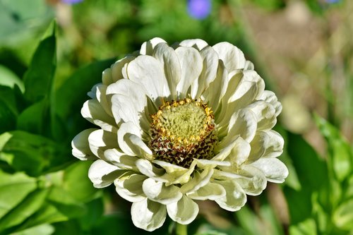 zinnia  blossom  bloom