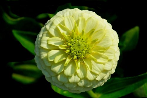 zinnia  flower  garden