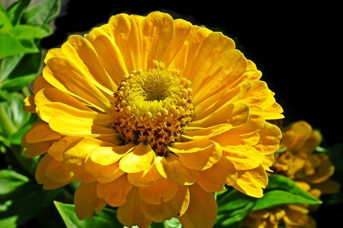 zinnia  yellow  flower