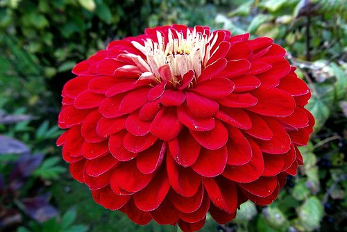 zinnia  flower  red