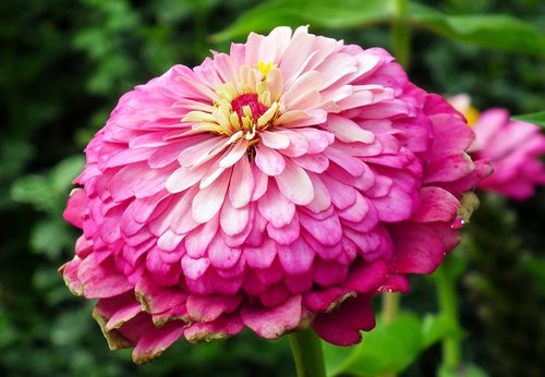 zinnia  flower  color