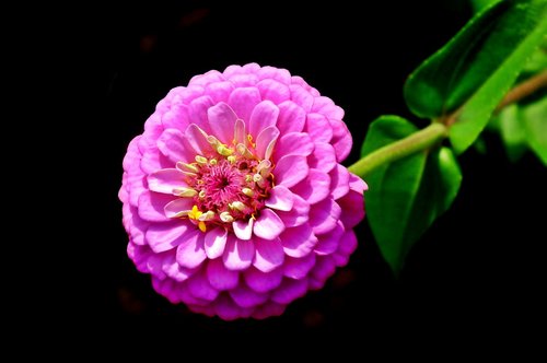 zinnia  flower  pink