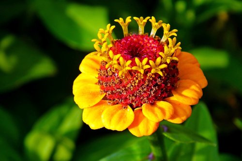 zinnia  flower  garden