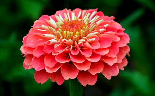 zinnia  flower  garden