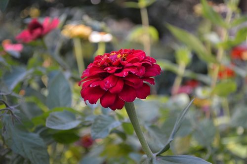 zinnia  flower garden  summer