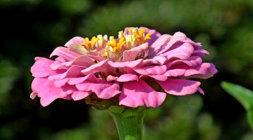 zinnia  flower  garden