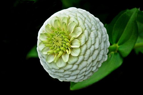 zinnia  flower  white