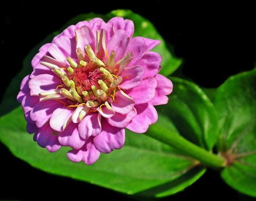 zinnia  flower  nature