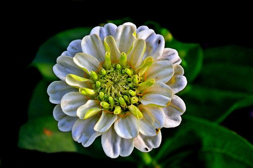 zinnia  flower  nature