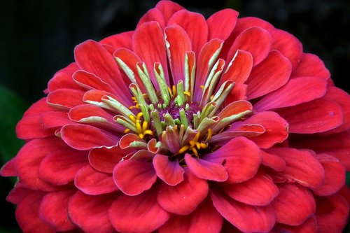 zinnia  flower  red