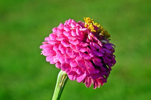zinnia  flower  pink