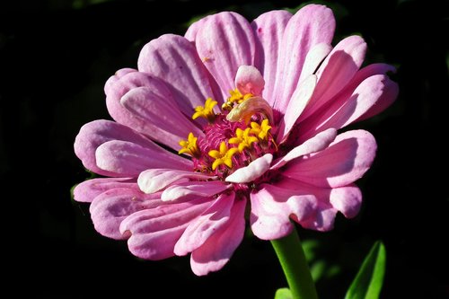 zinnia  flower  pink