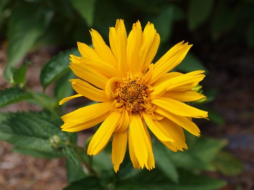 zinnia  yellow  flower