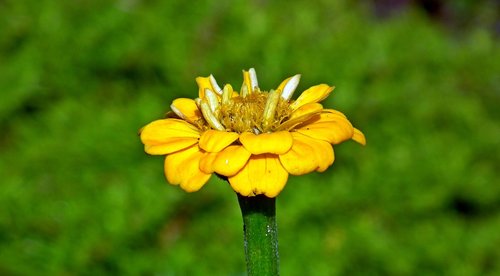 zinnia  flower  yellow