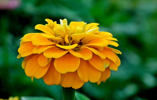 zinnia  flower  yellow