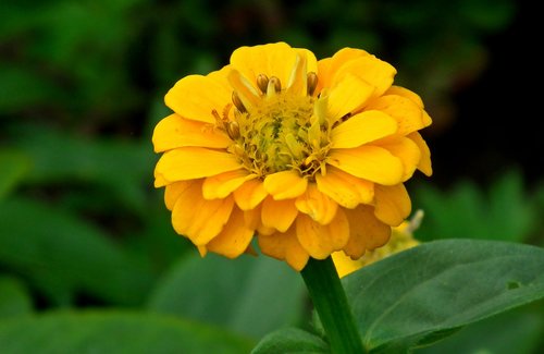 zinnia  flower  yellow