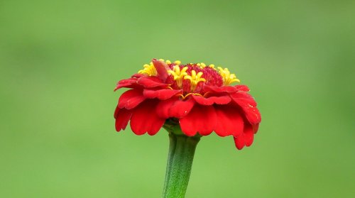 zinnia  flower  red