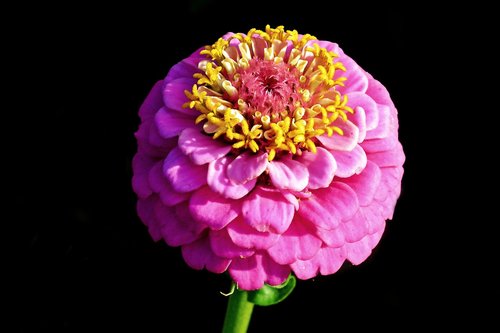 zinnia  flower  pink