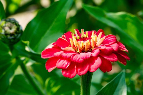 zinnia  flower  garden