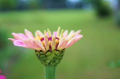 zinnia flower macro