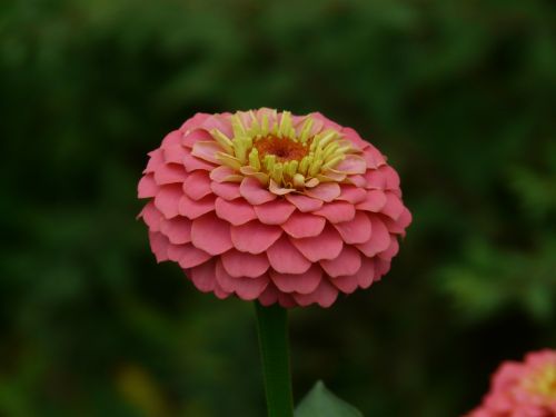 zinnia flowers colorful