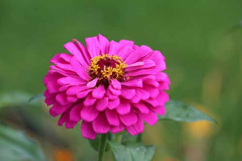 zinnia pink flower