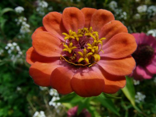 zinnia blossom bloom