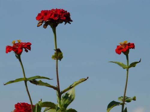 zinnia flowers red