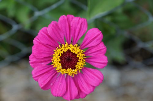 zinnia flower composites