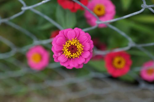 zinnia flower composites