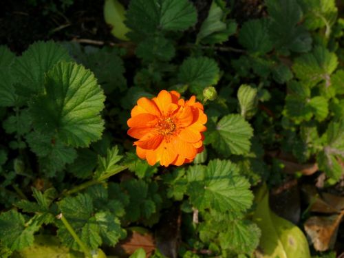 zinnia flower orange