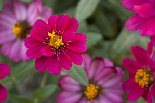 zinnia flower red