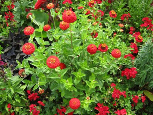 zinnia geranium flowers